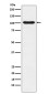 [KO]DNA Ligase IV Rabbit mAb ABZ5333