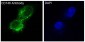 [KD]CD146 Rabbit mAb ABZ5334