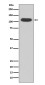 [KO]Aryl Hhydrocarbon Receptor Rabbit mAb ABZ5335