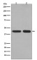 [KO]PGK1 Rabbit mAb ABZ5339