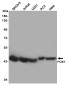 [KO]PGK1 Rabbit mAb ABZ5339