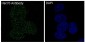 [KD]Hsc70 Rabbit mAb ABZ5340