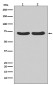 [KD]Hsc70 Rabbit mAb ABZ5340