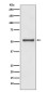 [KD]Cyclin A1/A2 Rabbit mAb ABZ5342