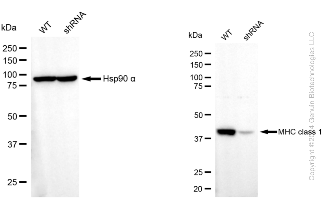 KD-Validated Anti-MHC class 1 Rabbit Monoclonal Antibody - Rabbit ...