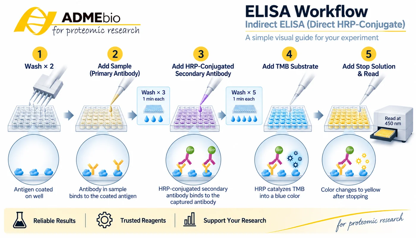 ADMEbio ELISA Workflow - Indirect ELISA (Direct HRP-Conjugate)